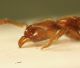 Formica partic. 01.jpg