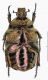 Protaetia fieberi from Bienwald_Germany_ventral.jpg