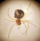 Theridion3.JPG