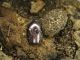 Potosia Ficuzza ex larva_010.jpg