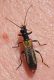 Oedemera simplex.JPG