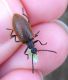 Lagria sp.JPG