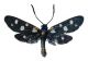 Zygaena.jpg