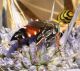 IMG_9258 Imenottero.jpg