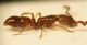 Formica partic. 02.jpg