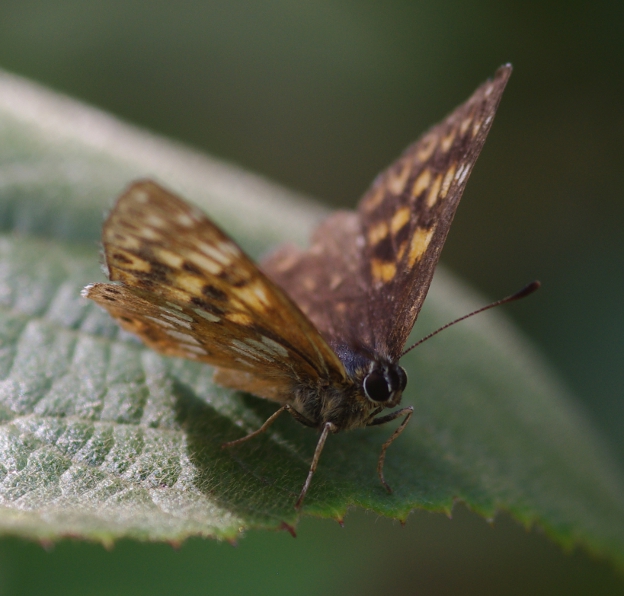 IMGP2014_Q_Nymphalidae_sm.JPG