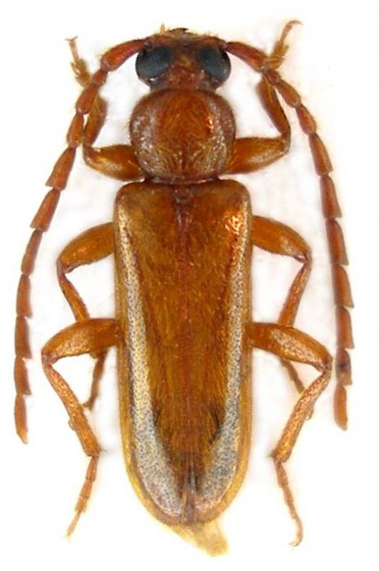 Alocerus moesiacus_male_Jordan_ 042.jpg