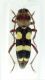 Chlorophorus sexguttatus_Maroc_046.jpg