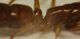 Formica partic. 03.jpg