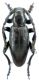Dorcadion libanoticum_ 025.jpg