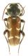 Turanoclytus ilamensis_male_Razan_ 042.jpg