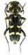 Turanoclytus ilamensis_Razan pass_female_018.jpg