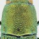 Bellamyina_huanensis_prot.jpg