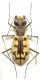 circumdata imperialis 01.jpg