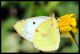colias 23 5.jpg