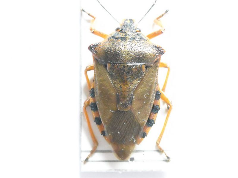 Pinthaeus sanguineus 001.jpg