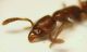 Formica partic. 04.jpg