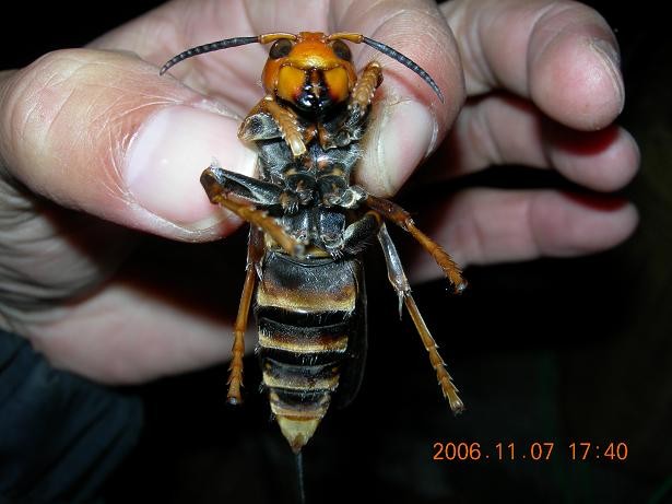 calabrone gigante asiatico-dimenzioni.jpg