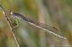 DSC_5189a.jpg