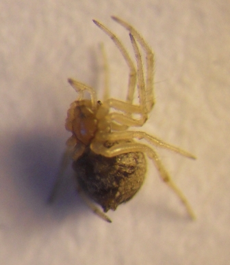 Theridiidae_1.JPG