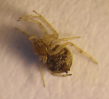 Theridiidae_2.JPG