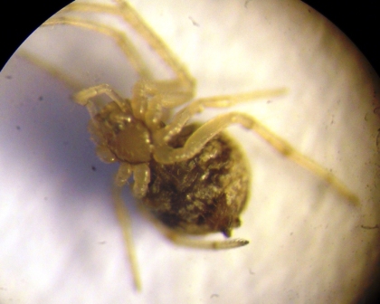 Theridiidae_3.JPG