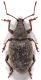 Arammichnus-dorsal-x-web.jpg
