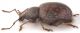 Arammichnus-lateral-x-web.jpg