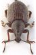 Arammichnus-frontal-x-web.jpg