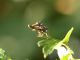 Asilidae_Prataglia_23-VIII-2011_a.jpg