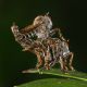 Asilidae_Prataglia_23-VIII-2011_b.jpg
