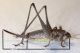 Orthoptera-lateral-con-misure.jpg