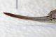 Orthoptera-ovopositore.jpg