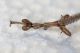 Orthoptera-tarso-post.jpg