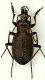 Carabus linnei 01  18mm.JPG