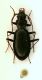 Nebria01 10mm.JPG