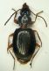 Trechus1 3.8mm.JPG