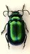 Chryso01 9.5mm Tognazza.JPG