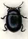Chryso02 6.5mm Castrozza.JPG