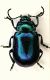 Chryso04 8.5mm segantini.JPG