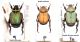 Hoplia.JPG
