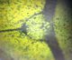 Hoplia sp_Sidi Bouzid_dorso 003.jpg
