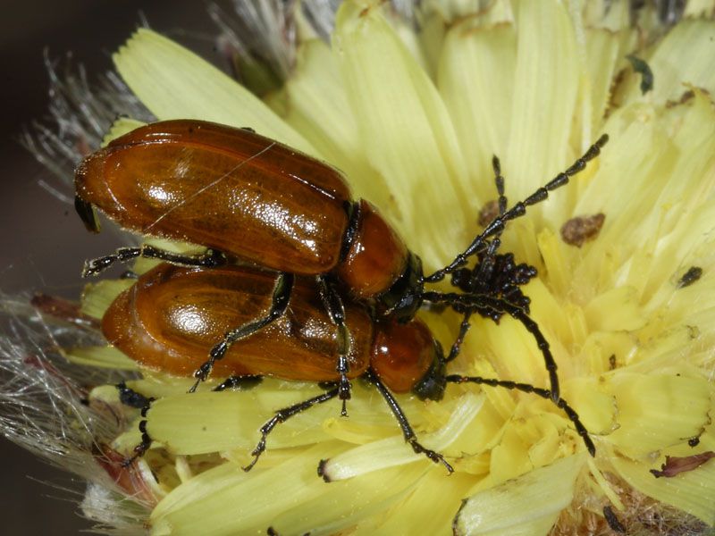 Meloidae-salito-2010-05-26.jpg