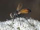 Diptera_Tachinidae-Cylindromyia.jpg
