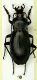 Carabus germari 26mm.JPG