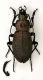 Carabus Tognola 17mm.JPG
