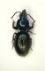 Dyschirius 2.8mm.JPG