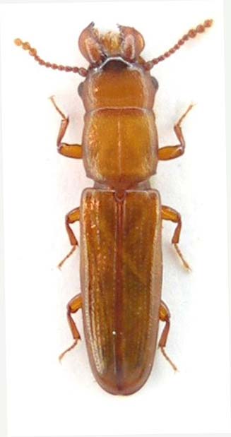 Prpstomis mandibularis_Lama_ 24_8_2011 010.jpg