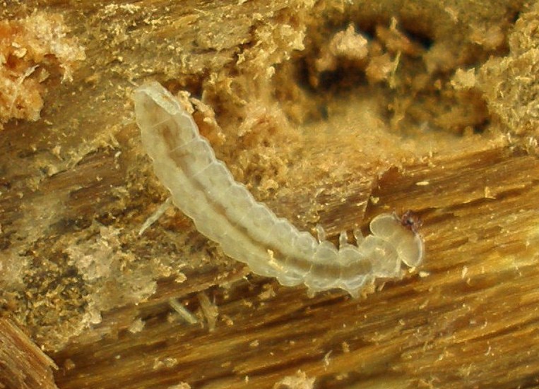 Prostomis mandibularis_larva_La Lama 24_8_2011 006_bis.jpg