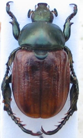 Anisoplia Ioanina.JPG